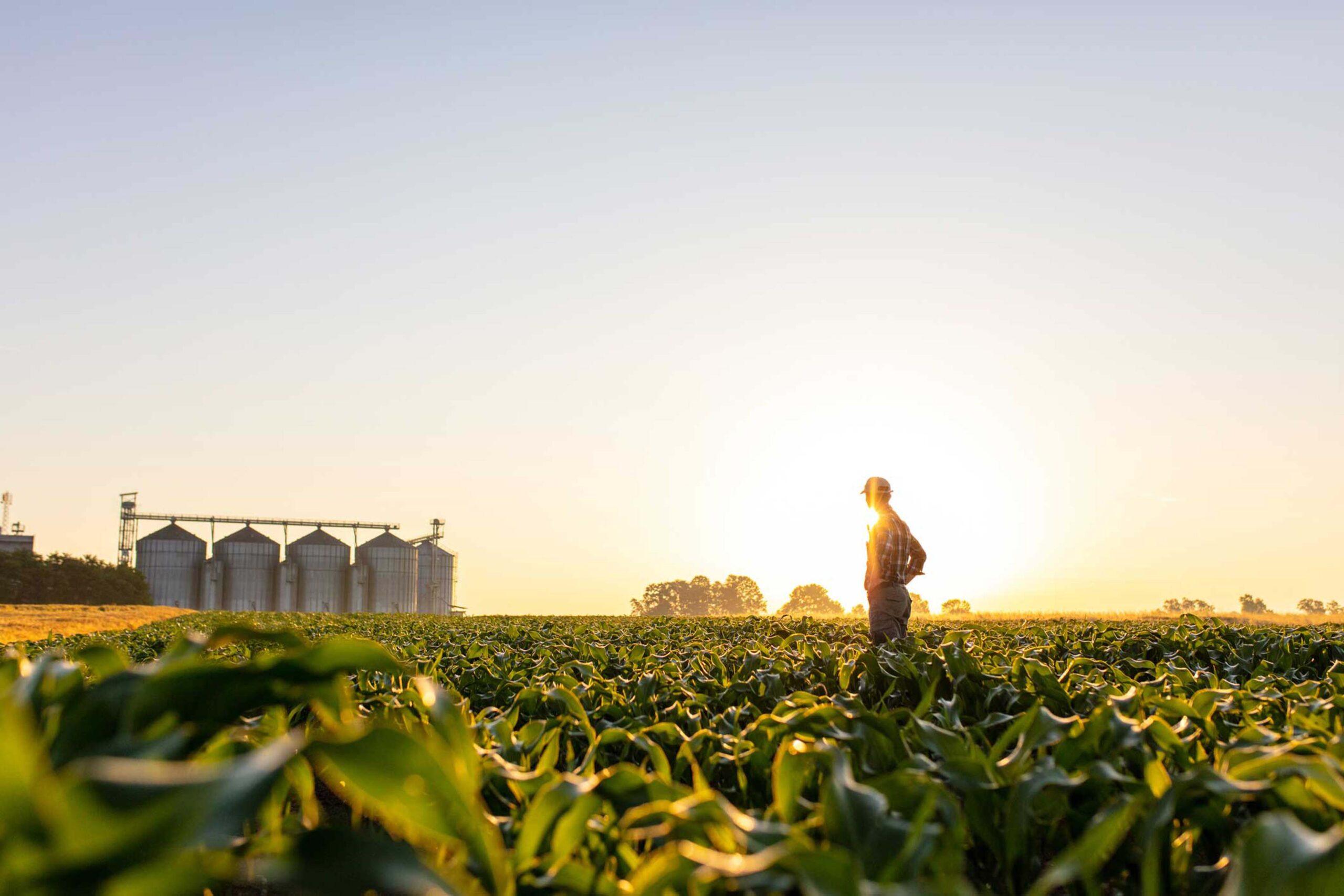 Farmer in a field, staring off into the sunset.