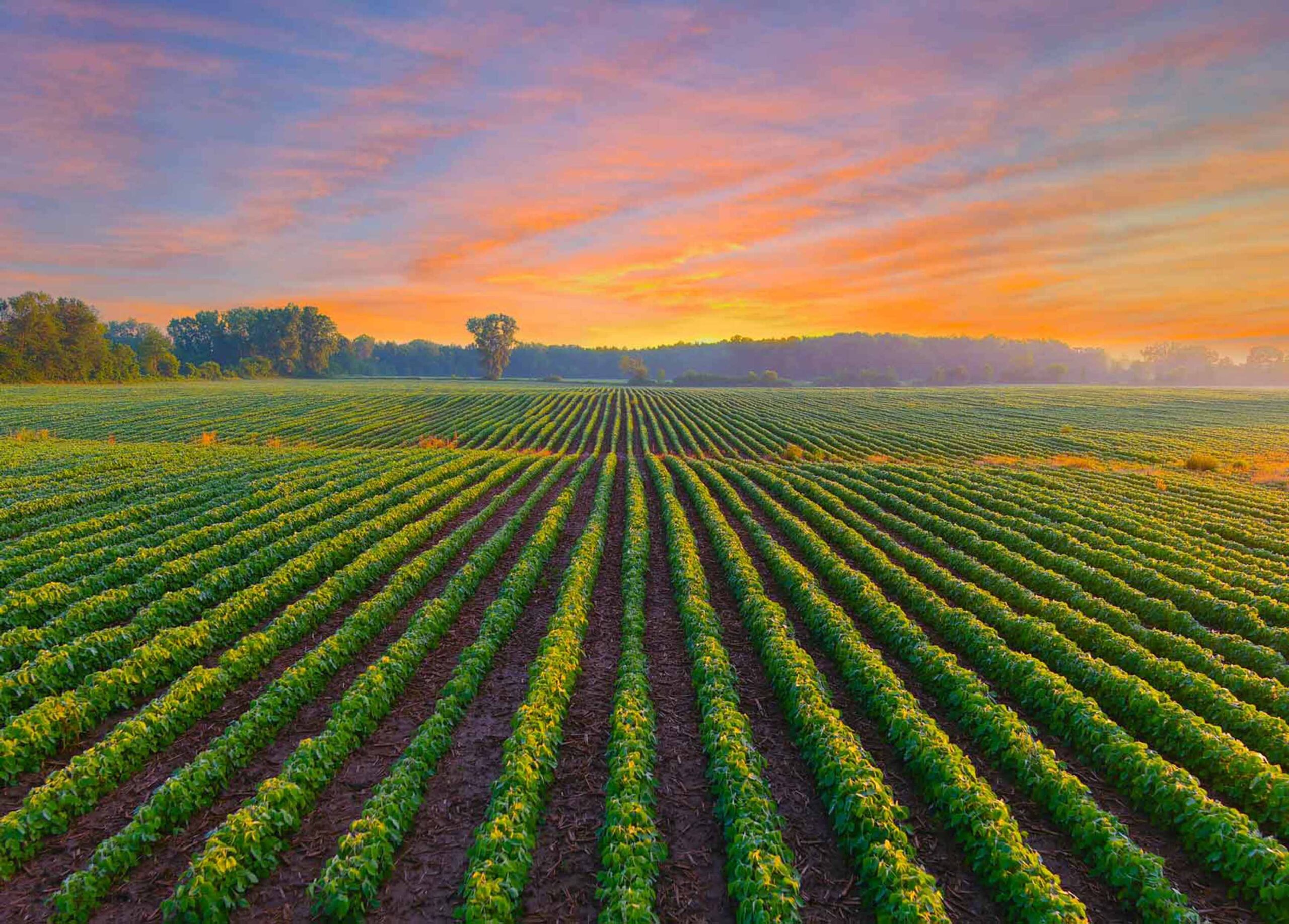Shot of a soybean field at sunrise.