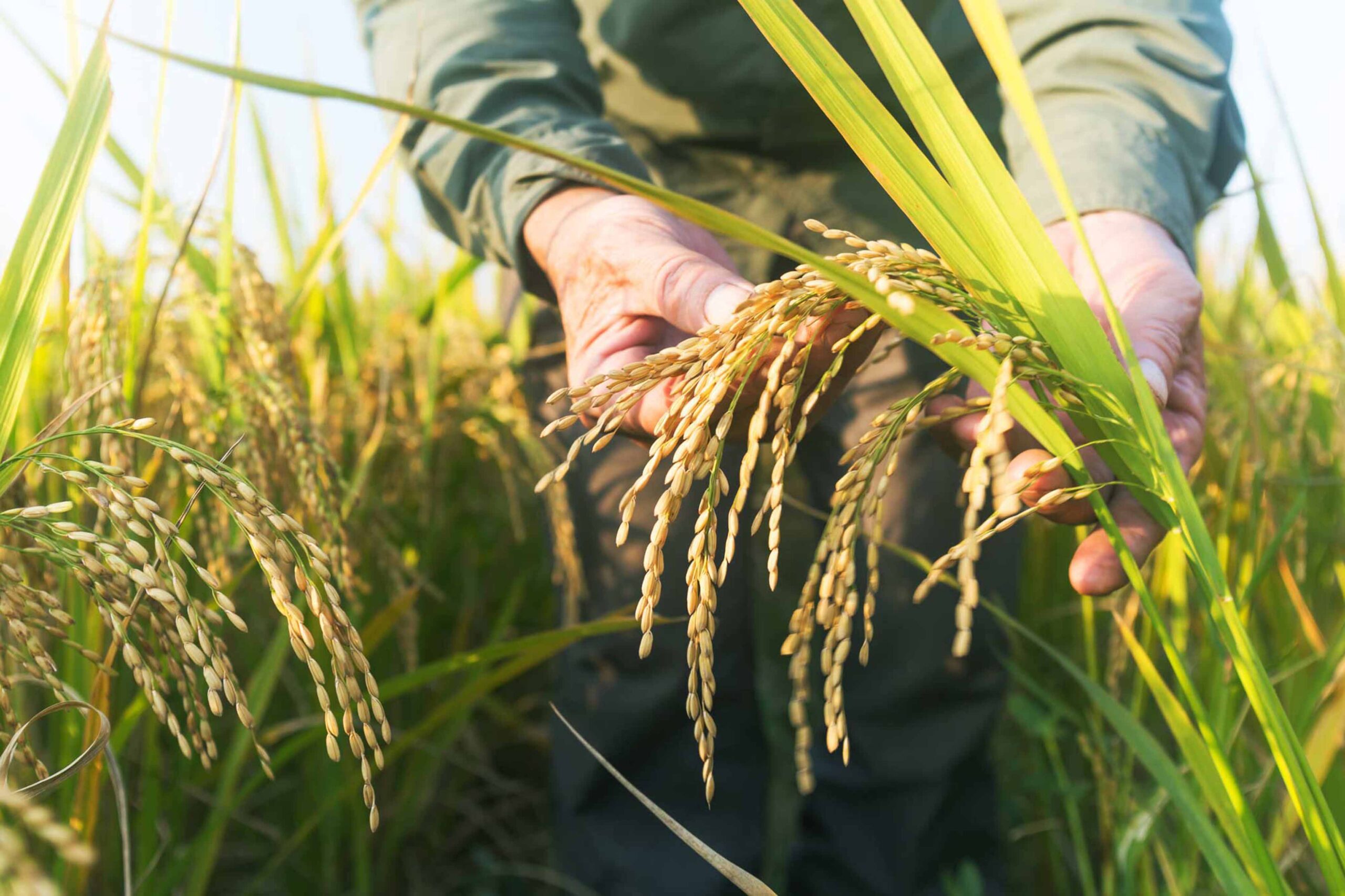 Close up shot of farmer touching a wheat stalk.