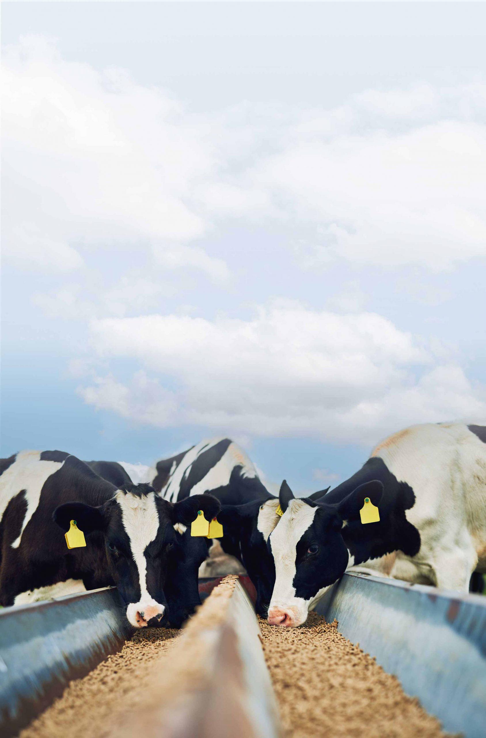 Cows eating feed.