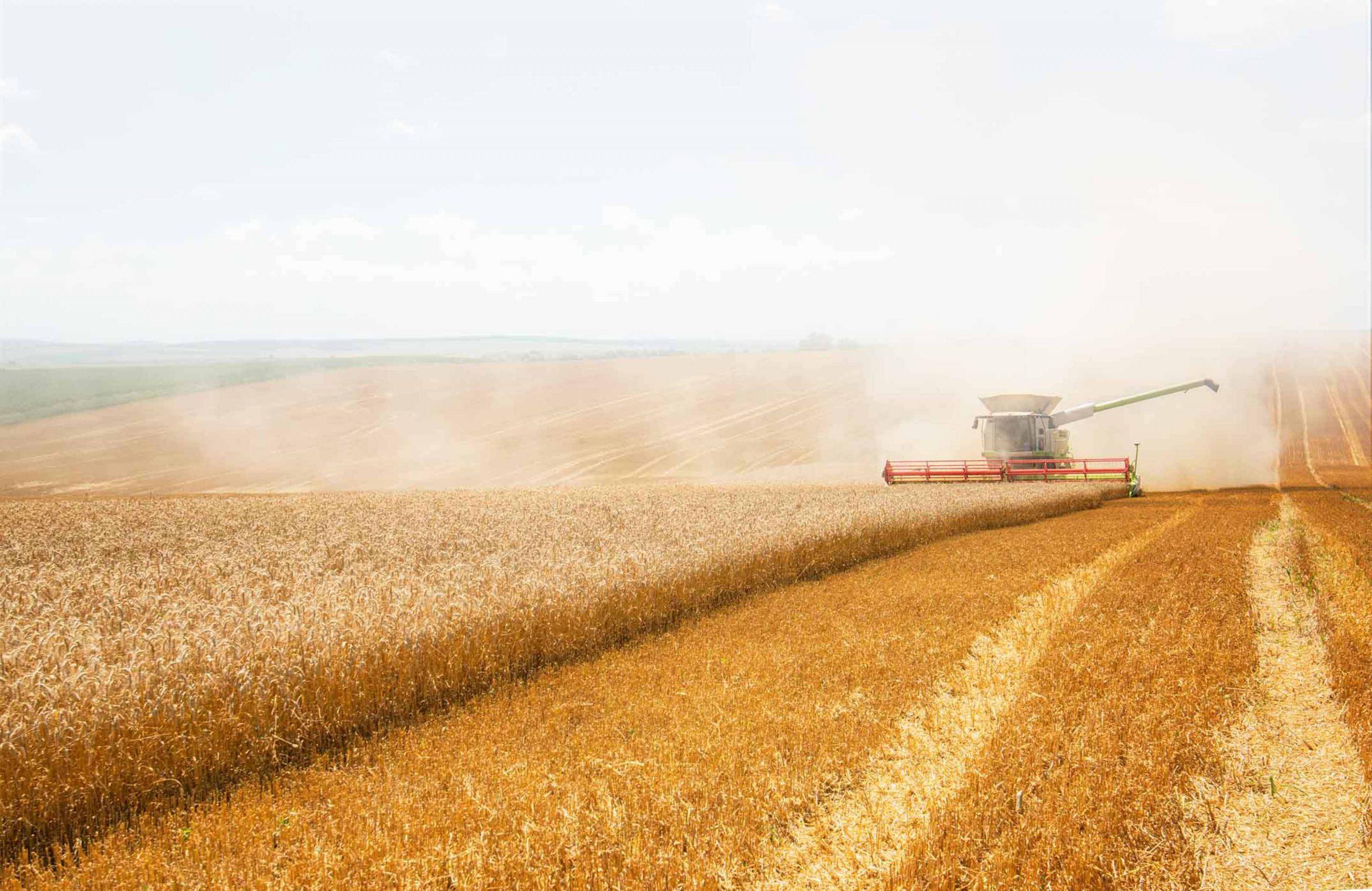 Grain field being harvested.