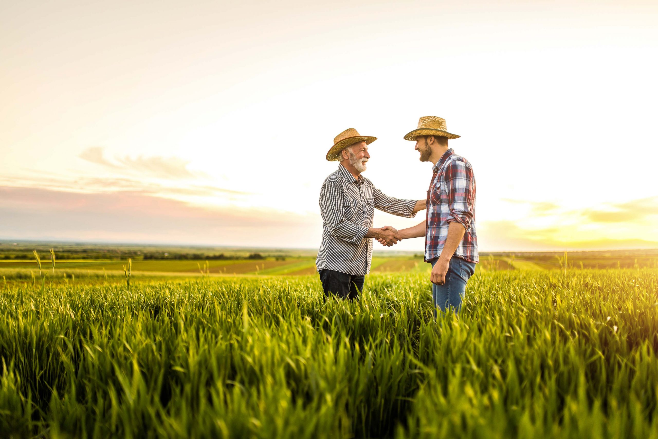Two farmers shaking hands in a field.