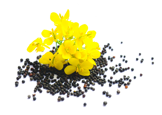 High Euric Acid Rapeseed flowers, with seeds surrounding on a white background.
