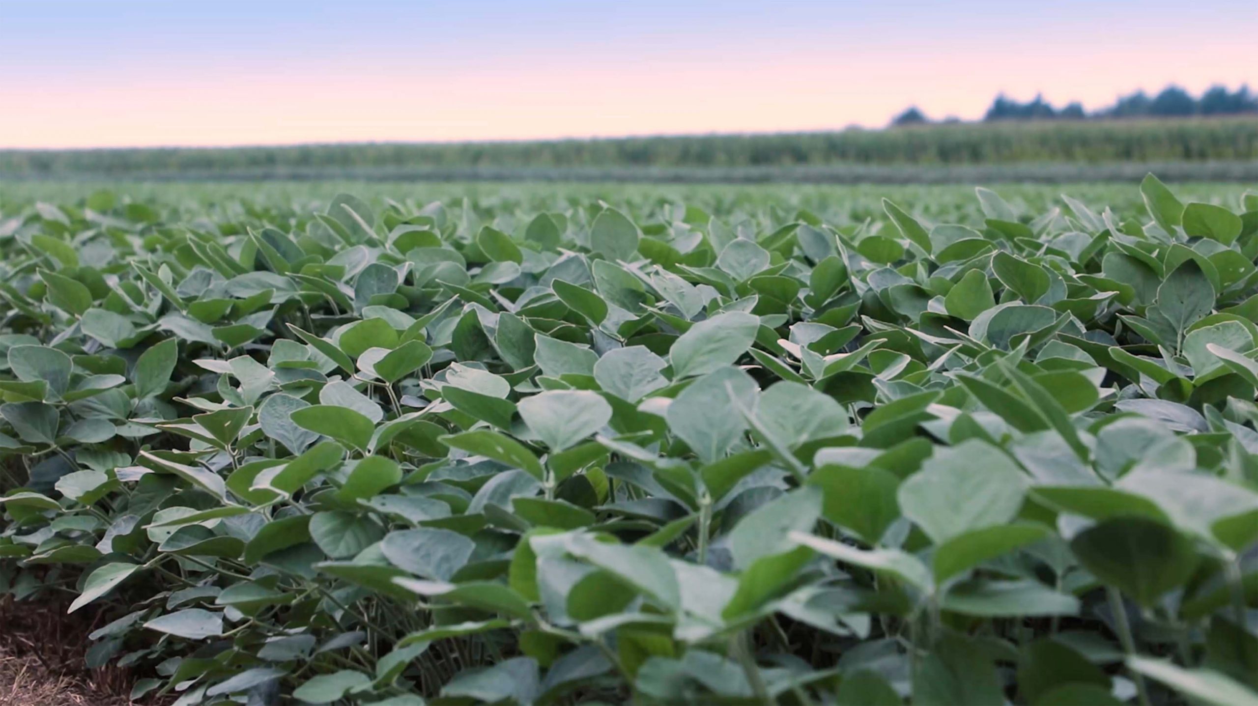 A close up view of a soybean field.