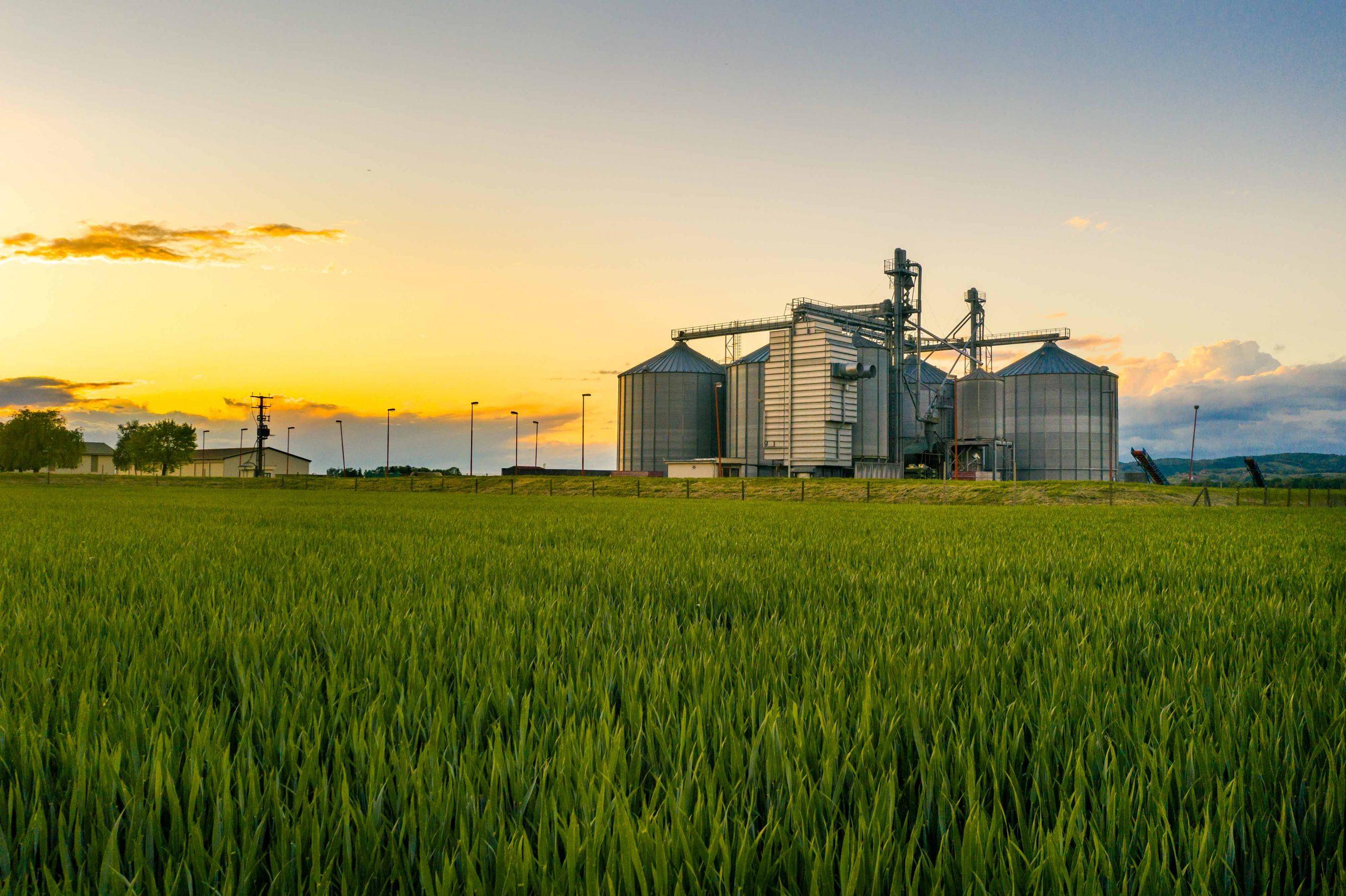 A green field with farm buildings in the background at sunrise.