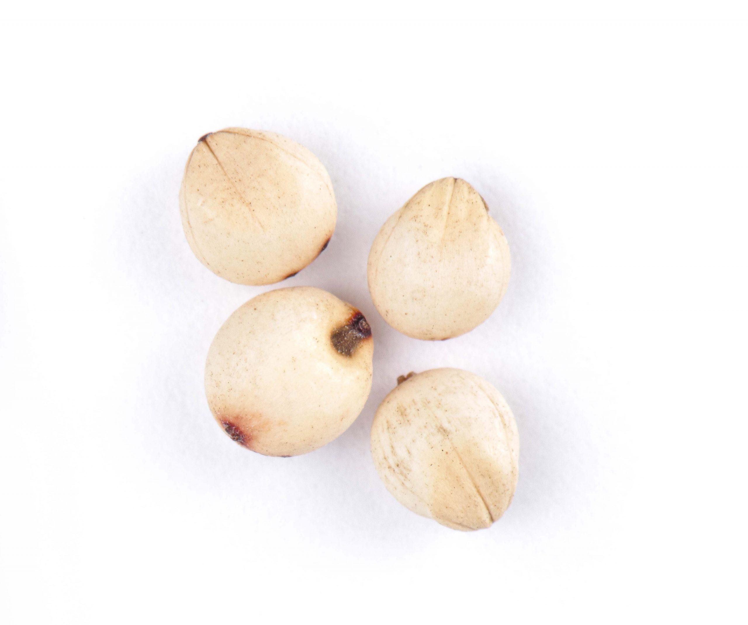 Four milo seeds on a white background.