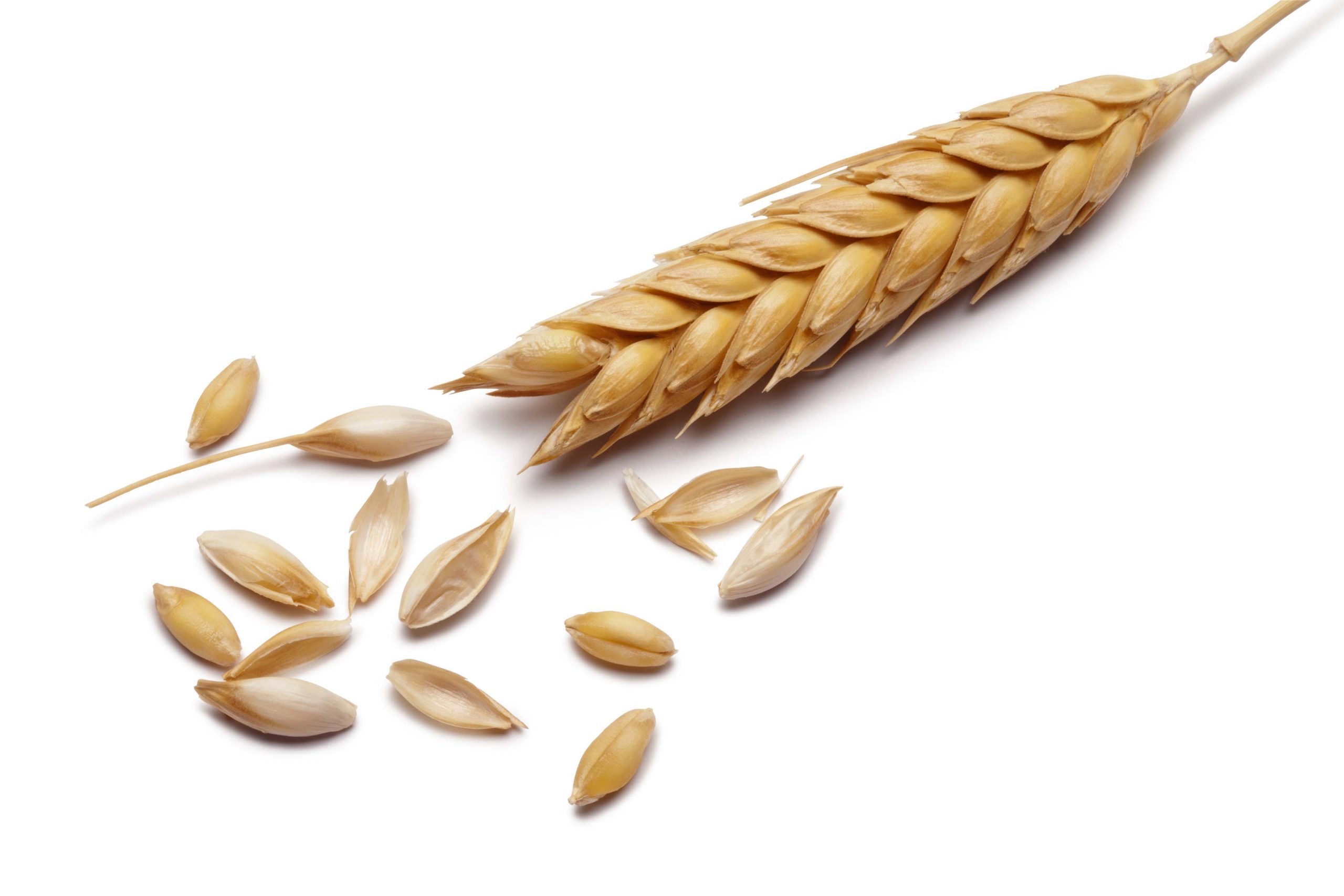 A wheat stalk with some grains off the stalk on a white background.