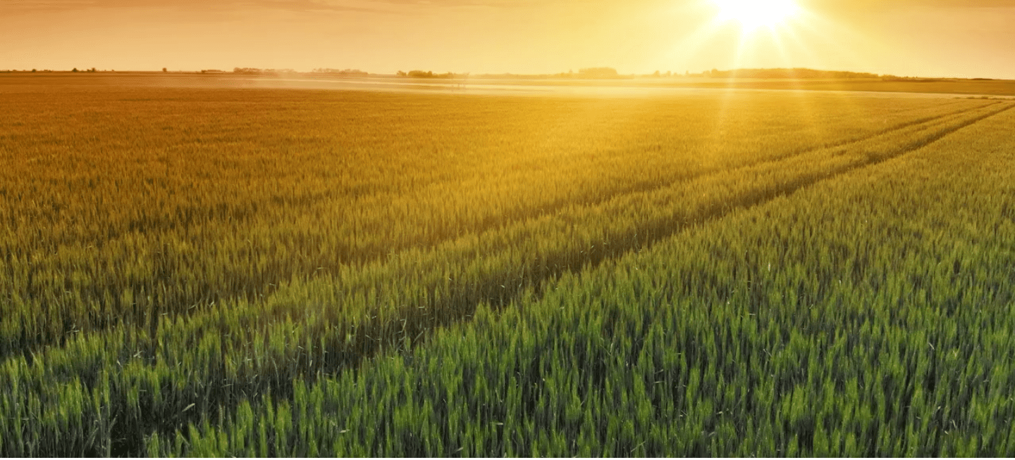 A green field at sunrise.