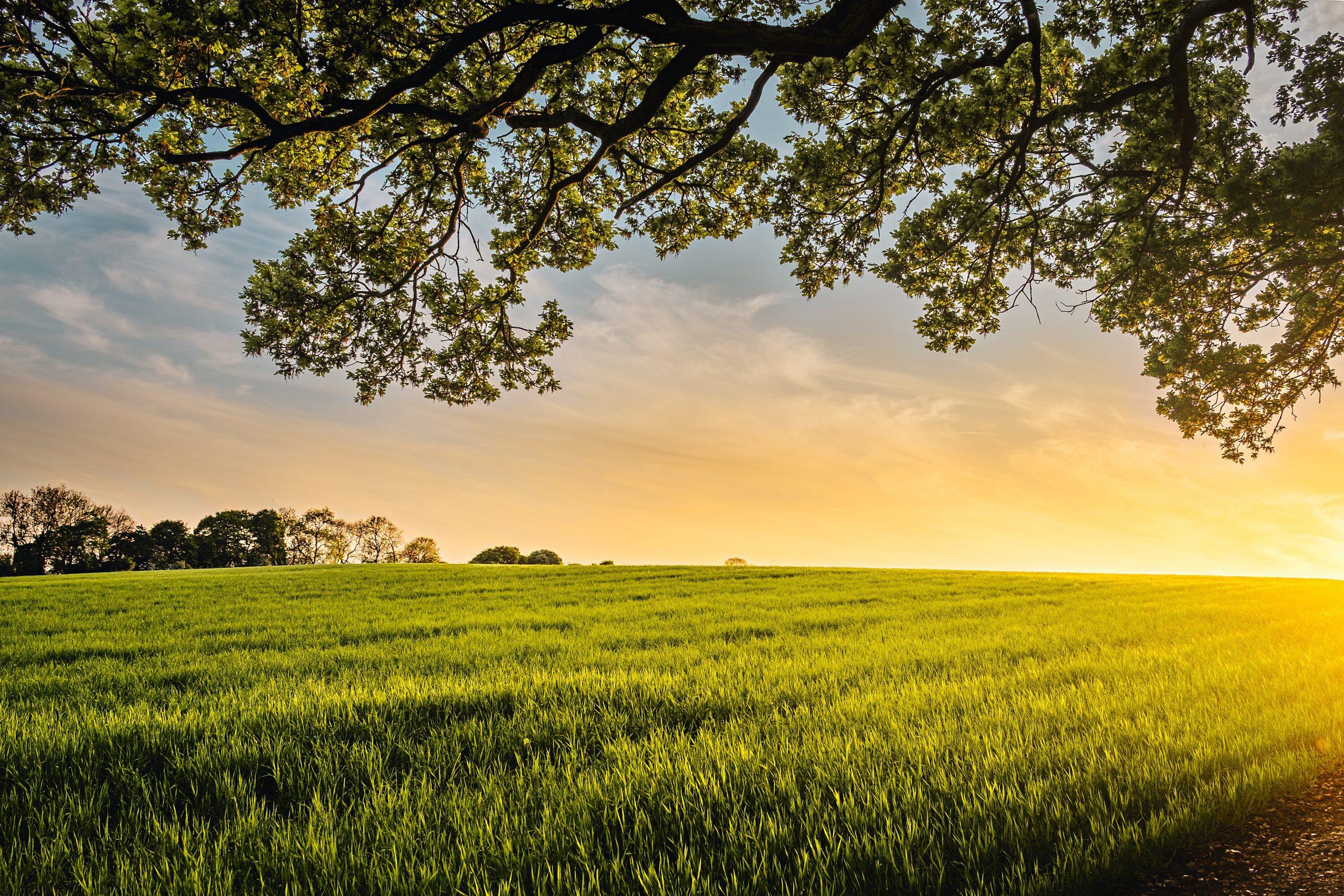 A green field with a tree top in the foreground at sunrise.