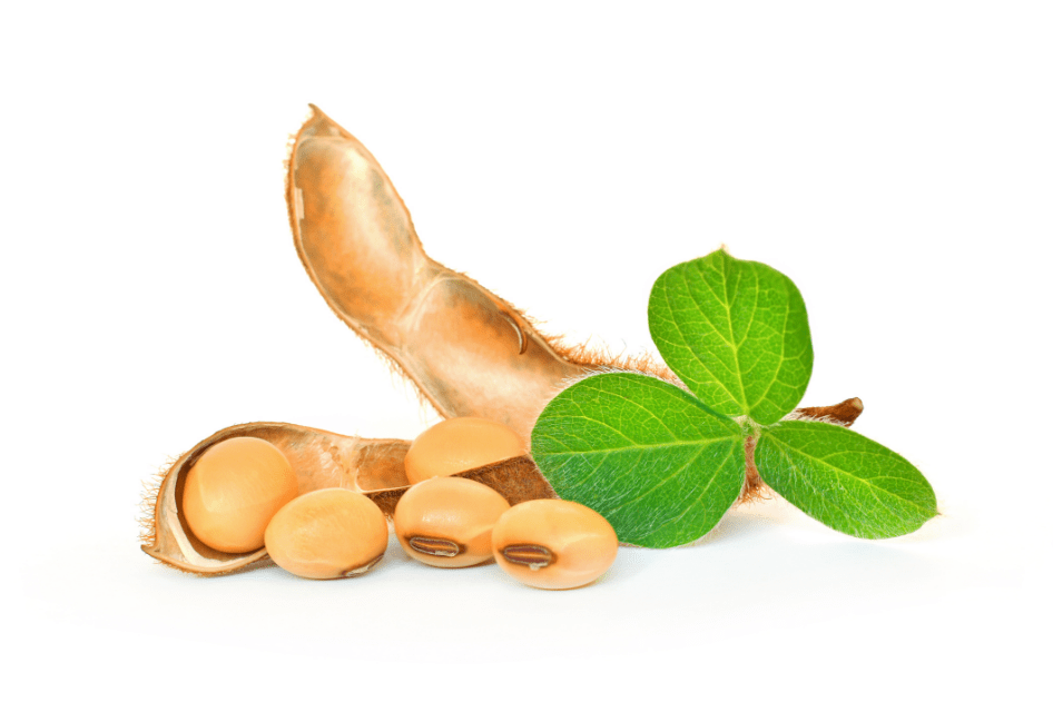 A soybean pod with seeds and a green leaf on a white backgorund.