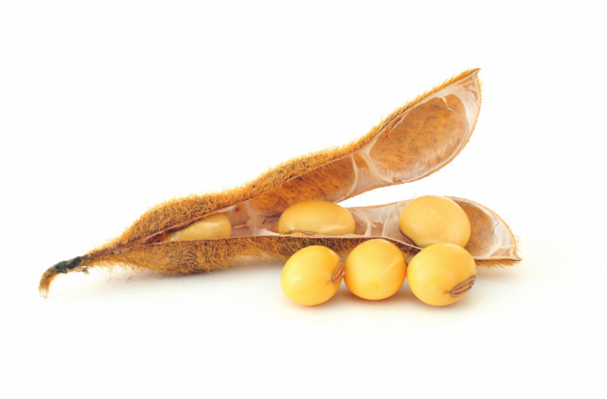 A high oleic soybean pod open with seeds in front on a white background.