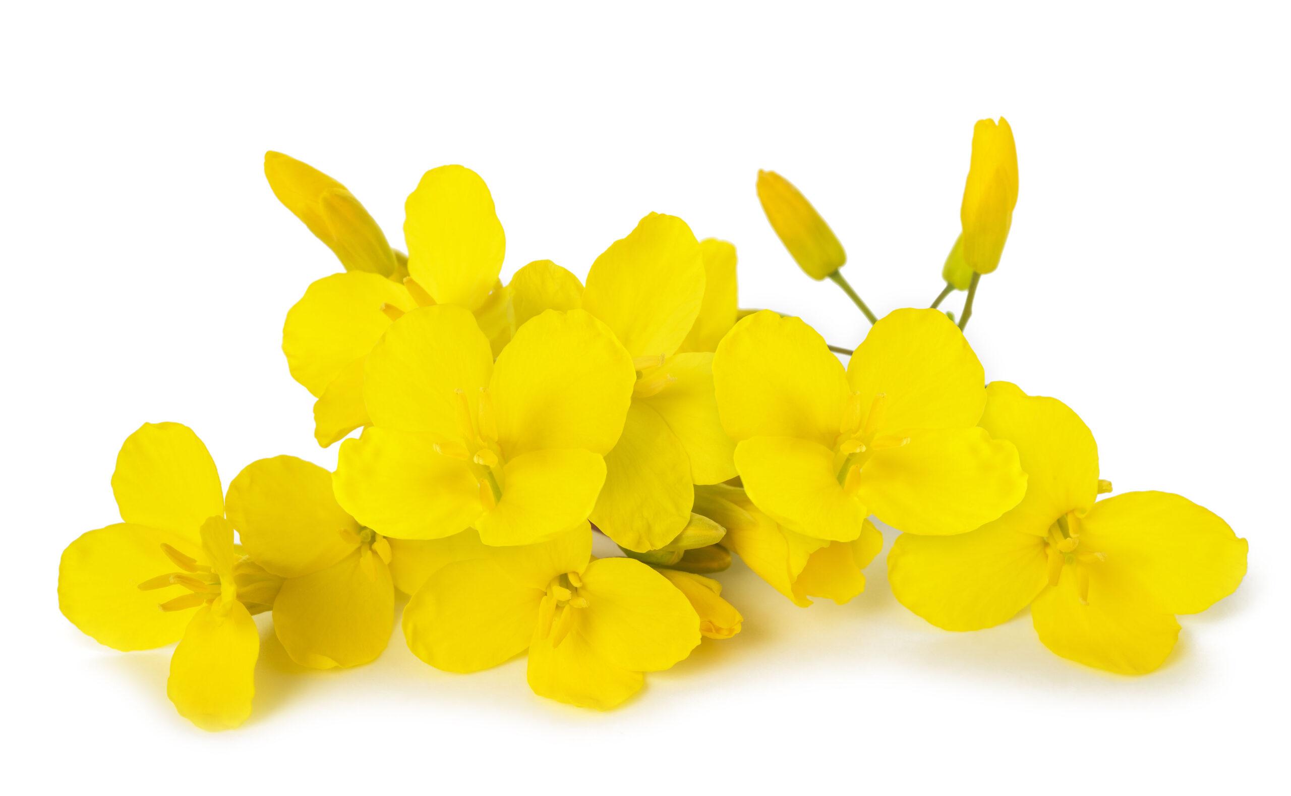 Canola flowers on white background.