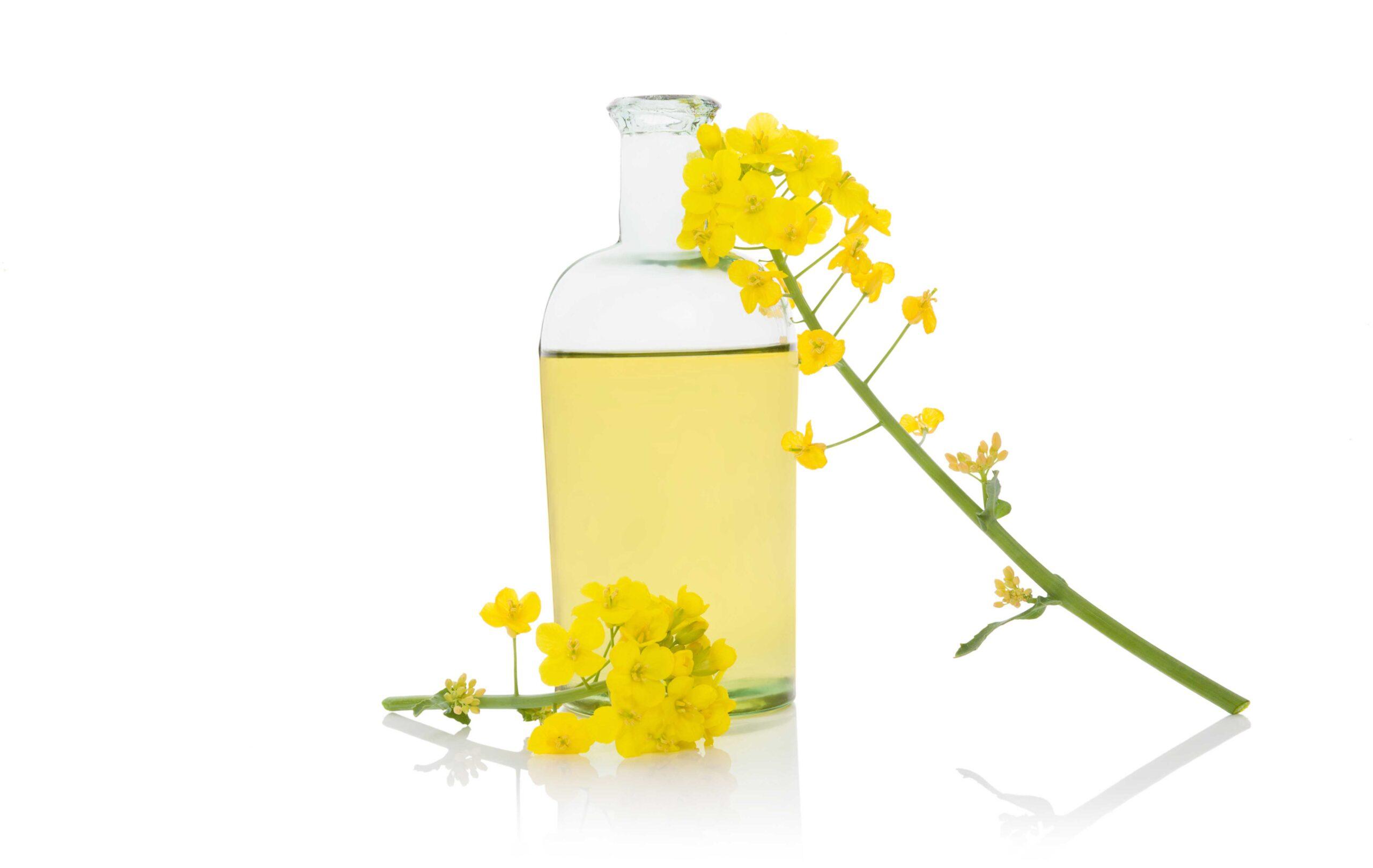 Jar of High Erucic Acid rapeseed oil with two stalks of HEAR on a white background.