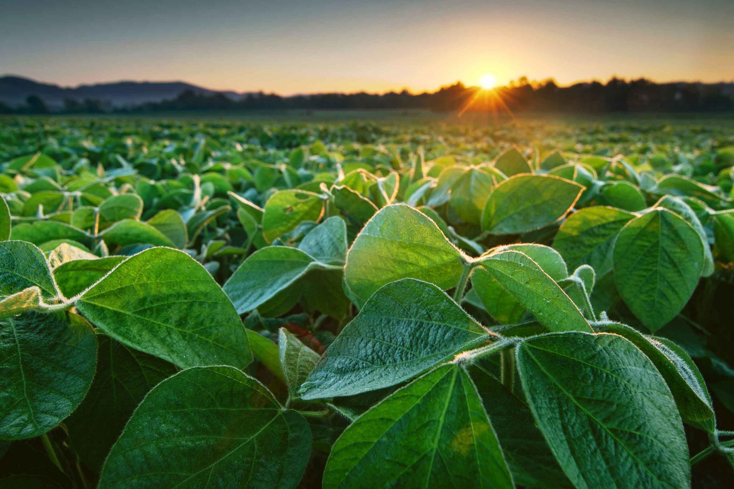 Close up of a soybean field at sunrise.