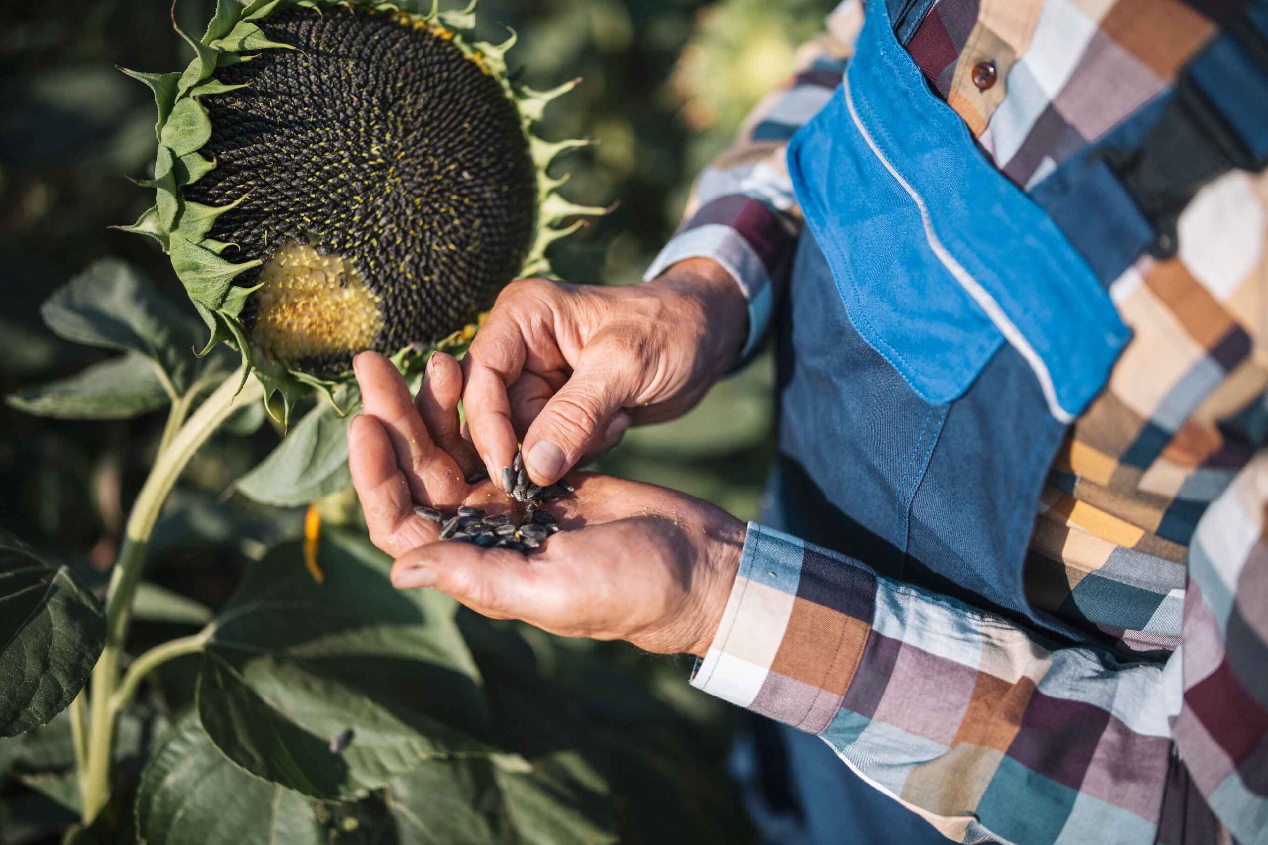 A man in overalls next to a sunflower holding sunflower seeds that have been removed from the flower in his hand.