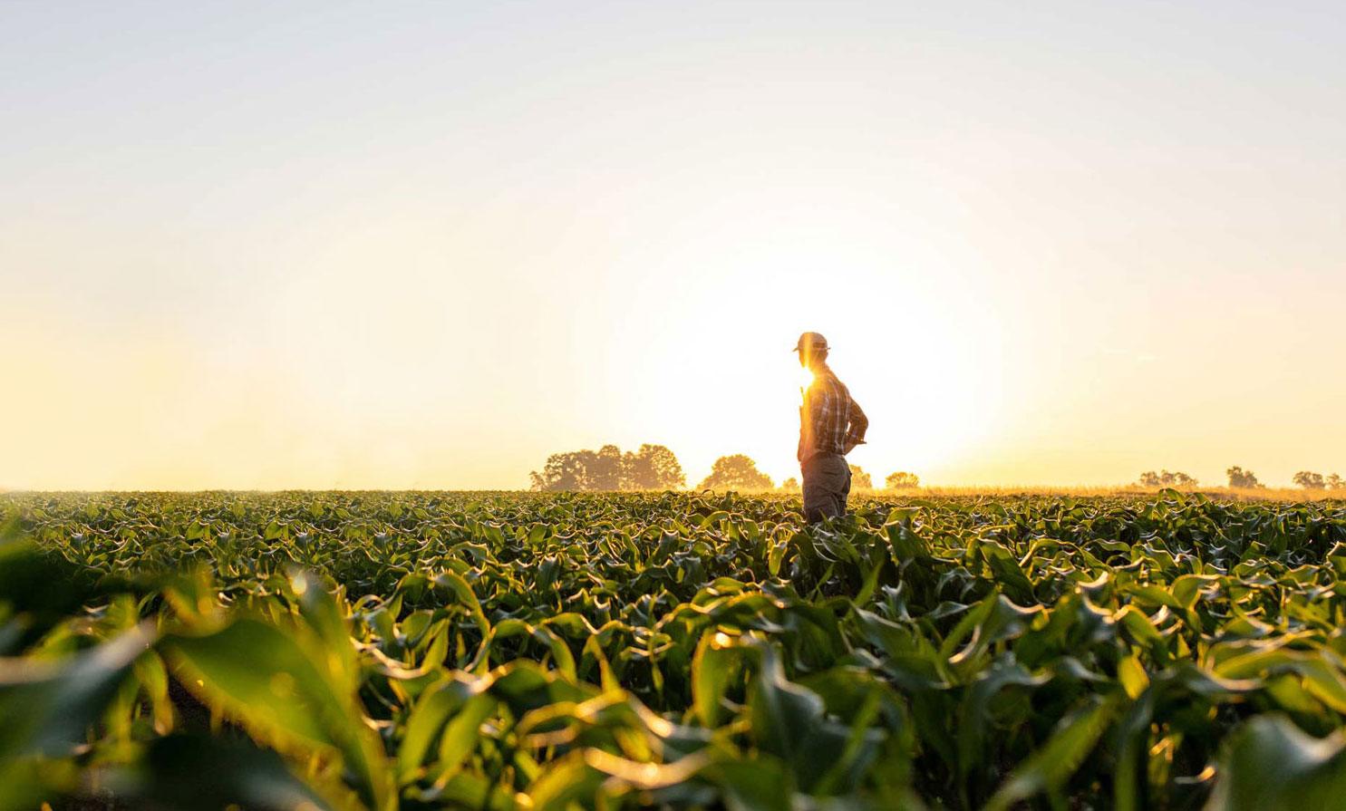 Man in plaid shirt standing in a sunflower field at sunrise.