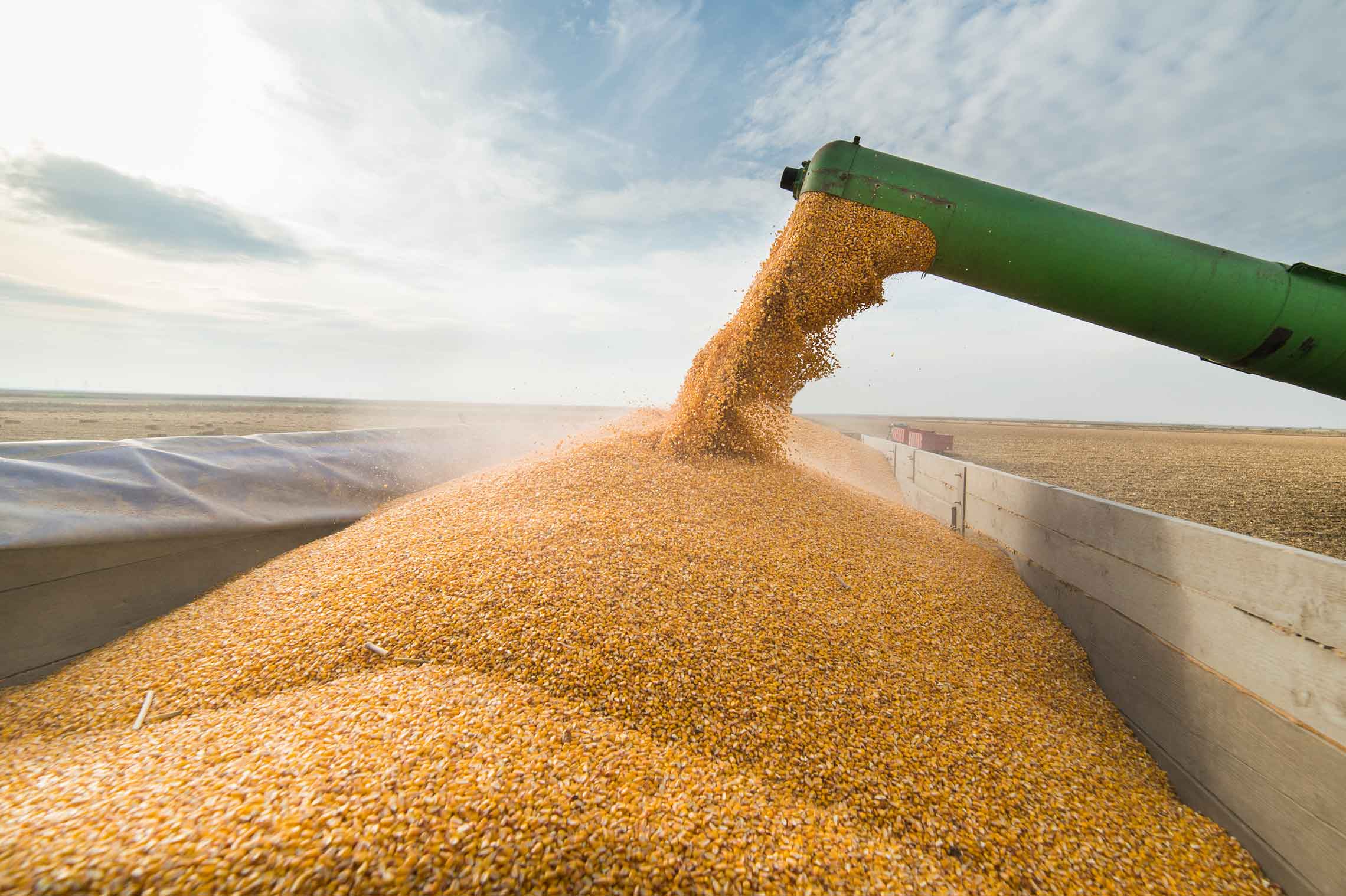 The end of a green grain chute pouring corn into a large container of corn.