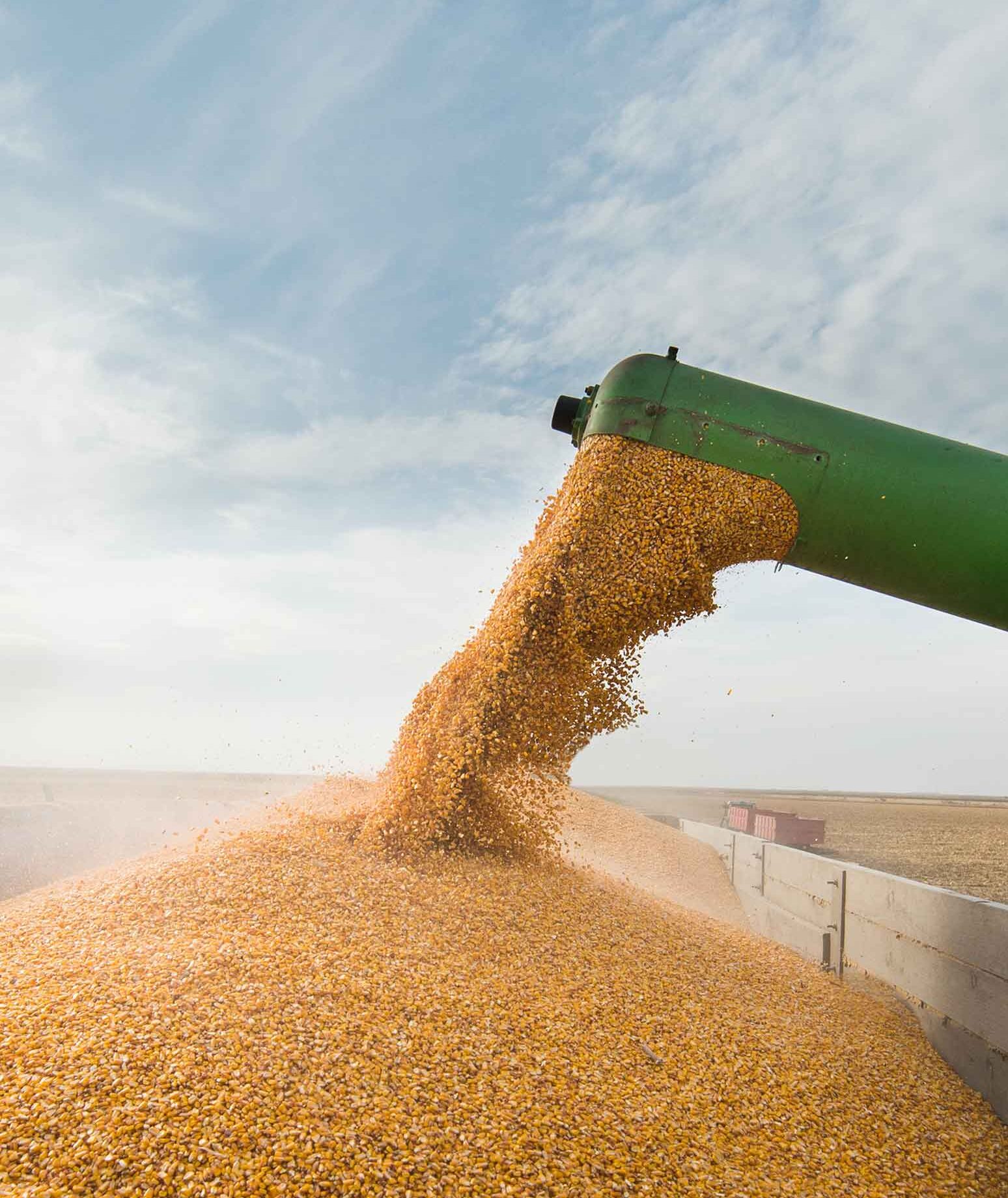 The end of a green grain chute pouring corn into a large container of corn.