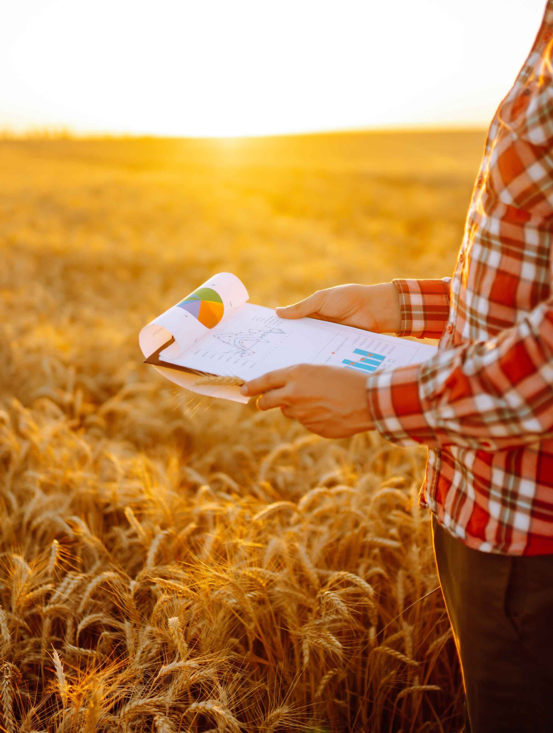 Torso of a man in a red plaid shirt holding a clipboard in a wheat field at sunrise.