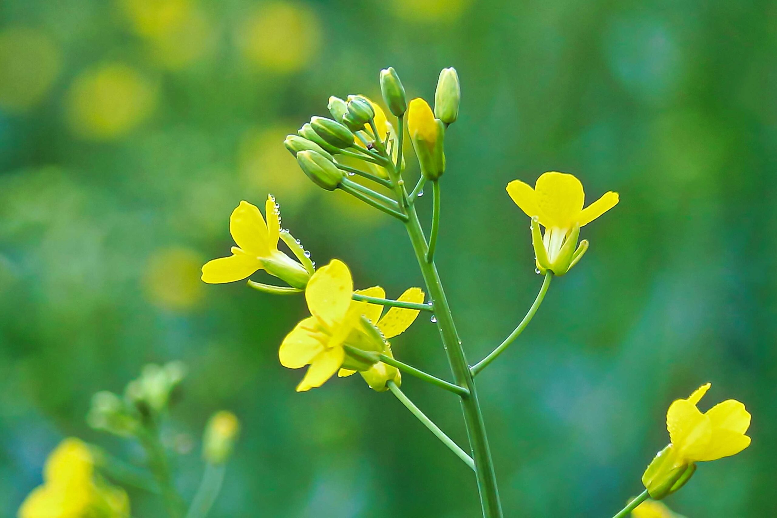 Close up of a High Euric Acid Rapeseed stalk with buds and blooms.