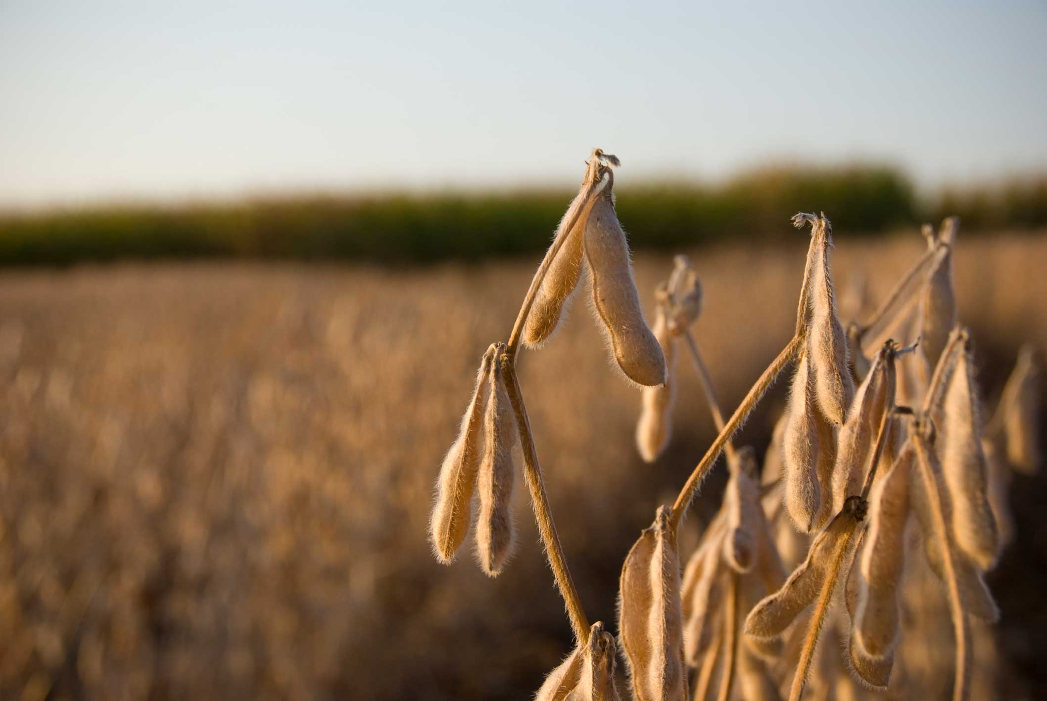 A close up of soybean stalks in a blurred out field.
