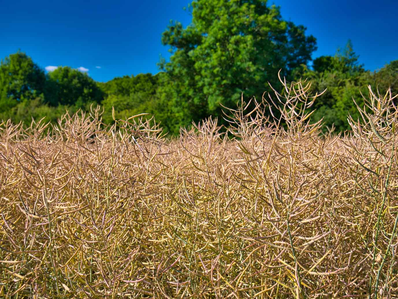 Close up of a High Erucic Acid Rapeseed field ready to be harvested with trees in the background.