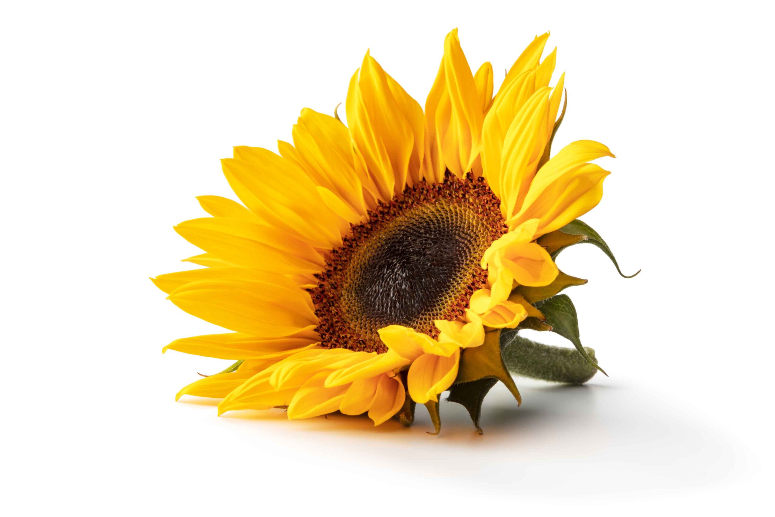 One Sunflower laying on its side with a white background.
