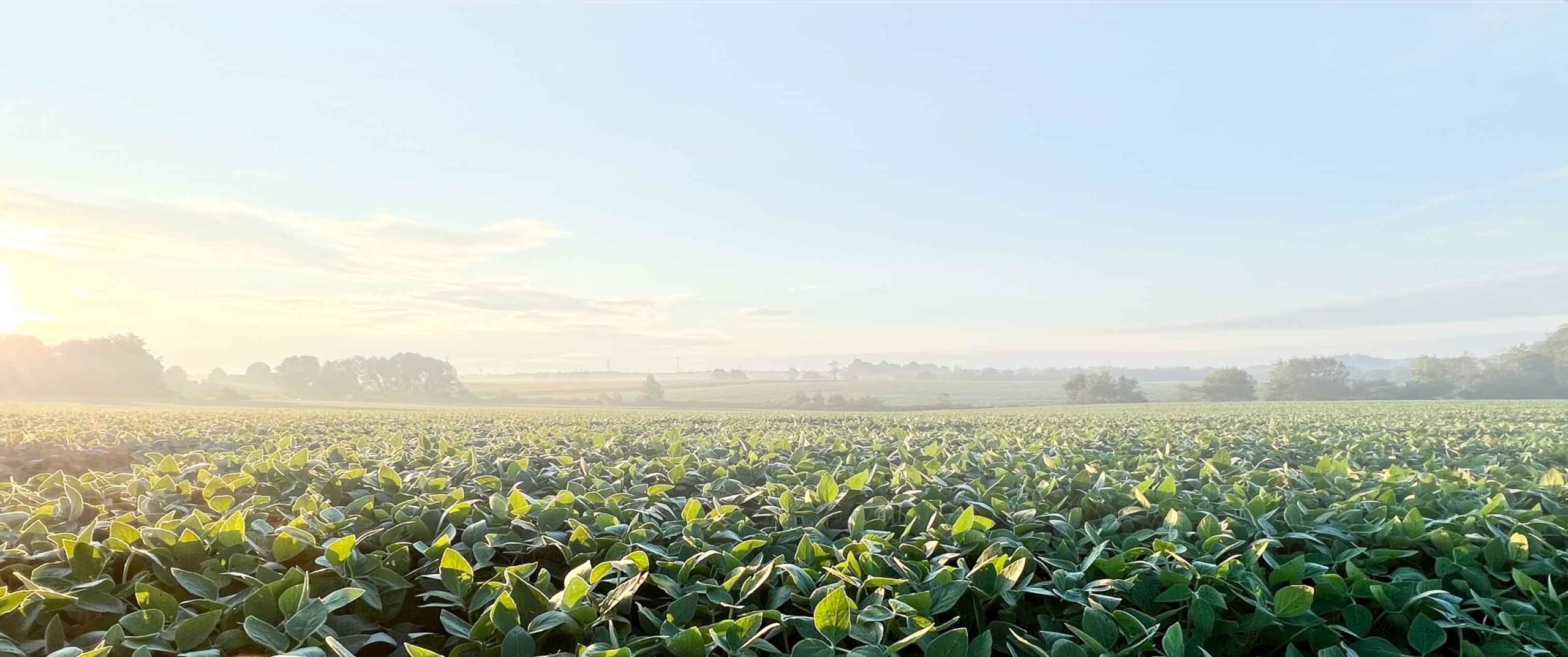 Image of a cornfield at sunrise.