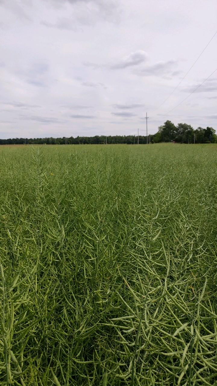 A field of pre bloom canola crops.