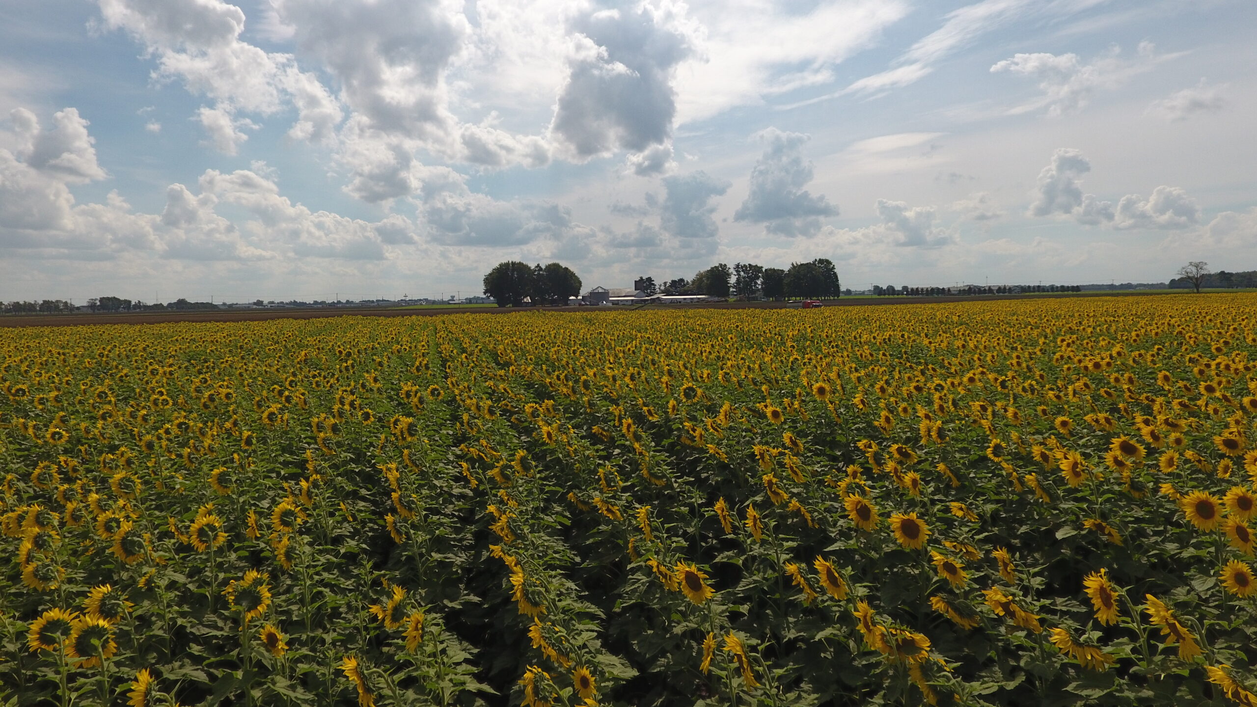 A field of in bloom sunflowers.