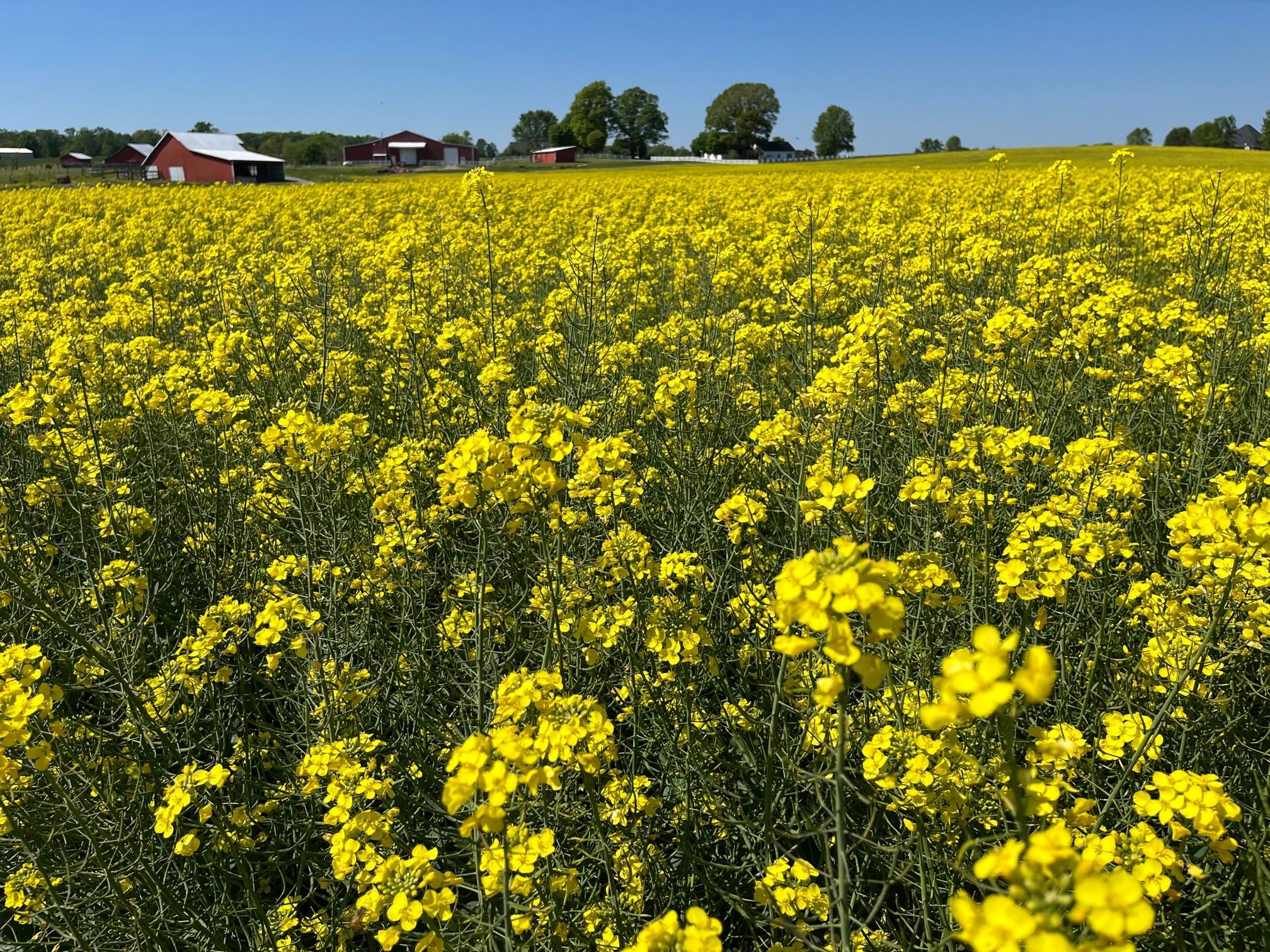 Field of in bloom high Eruric Acid Rapeseed plants with red farm buildings in the background.