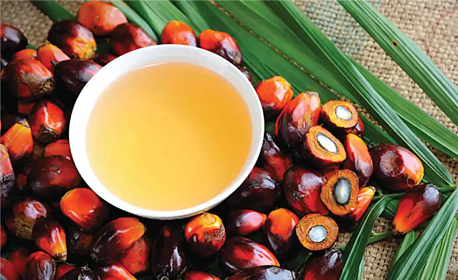 A white bowl of palm oil on a palm frond with palm seeds on it as well on a burlap background.